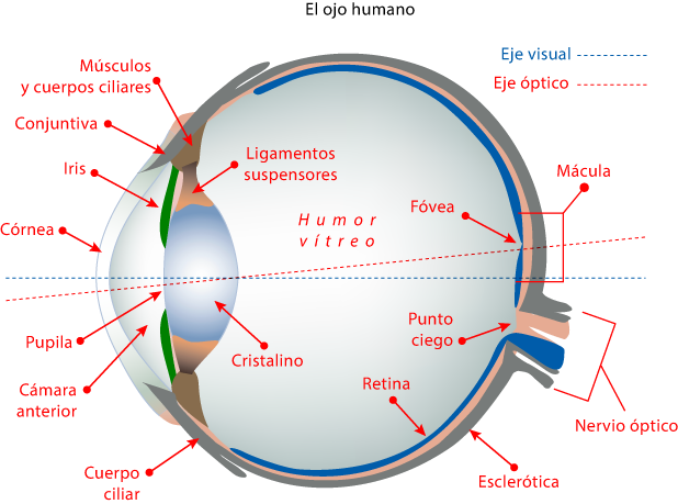 Diagrama de un ojo humano.